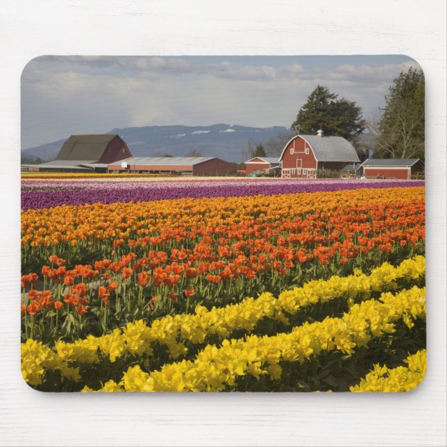 WA, Skagit Valley, Tulip fields in bloom, at Mouse Pad (Front)
