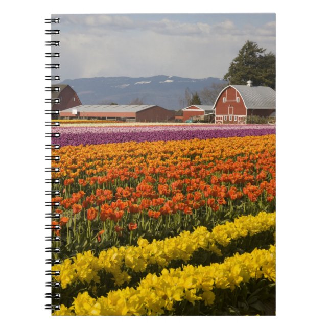 WA, Skagit Valley, Tulip fields in bloom, at Notebook (Front)