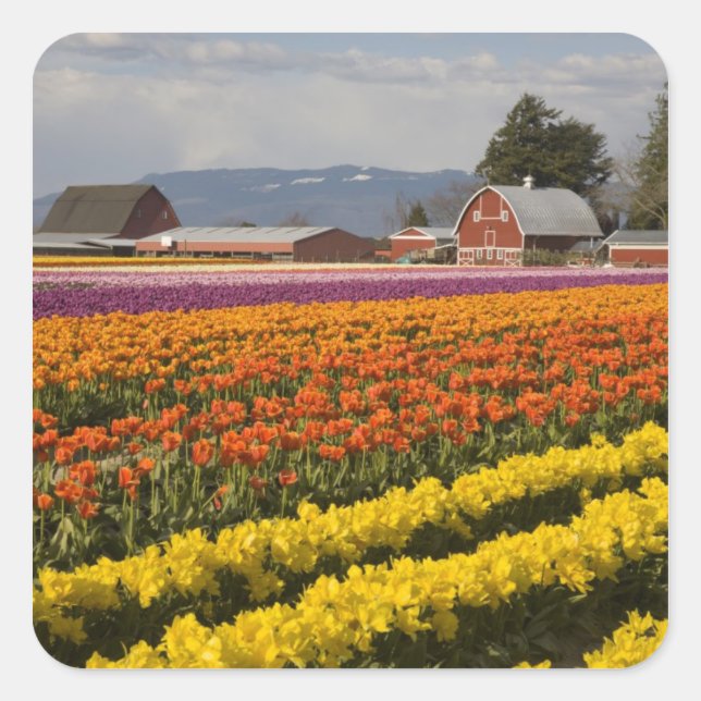 WA, Skagit Valley, Tulip fields in bloom, at Square Sticker (Front)
