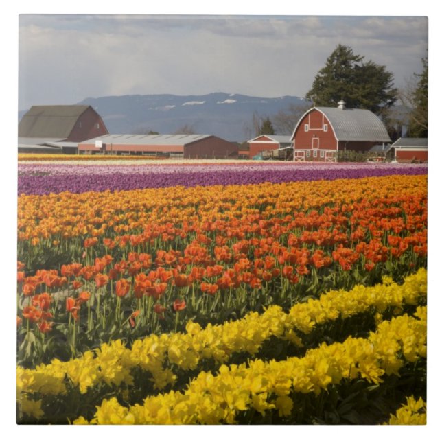 WA, Skagit Valley, Tulip fields in bloom, at Tile (Front)
