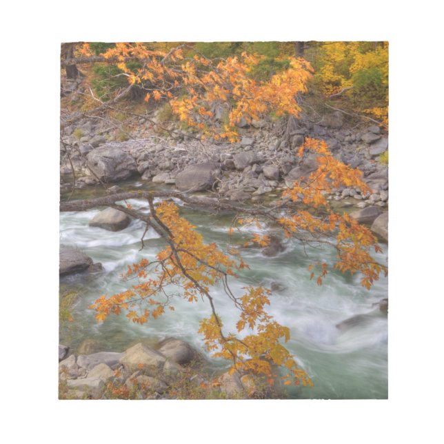 WA, Wenatchee National Forest, Maple tree and Notepad (Front)