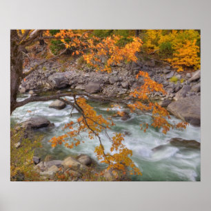 WA, Wenatchee National Forest, Maple tree and Poster