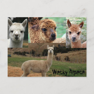 Wacky Alpaca Postcard