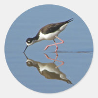 Wading Bird Calm Water Reflection Photo Nature