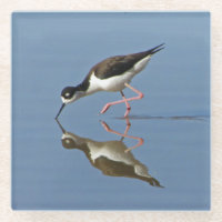 Wading Bird With Water Reflection Nature Photo