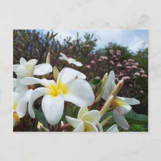 Waikoloa Plumerias Postcard 1