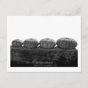 Wait In Line Postcard