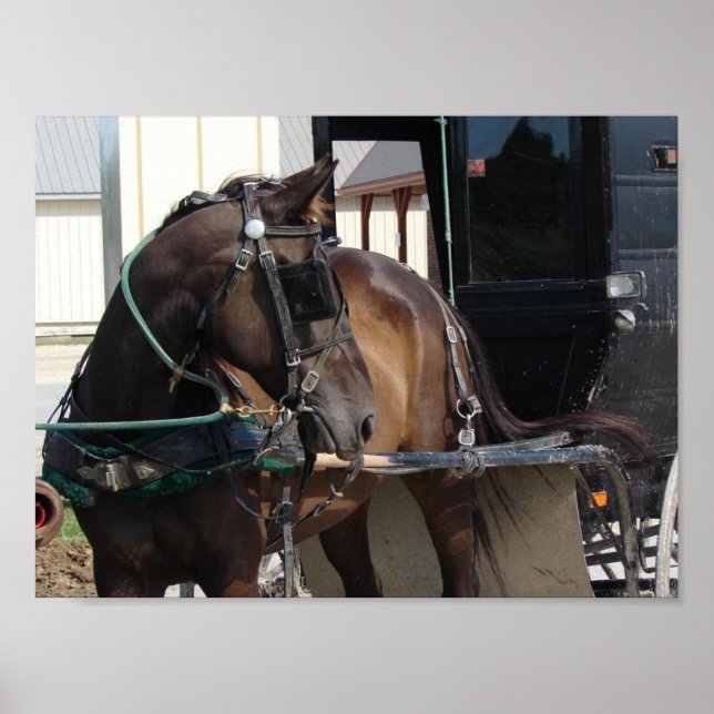 Waiting Amish Horse Poster (Front)