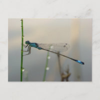 Waiting, Blue Damselfly macro