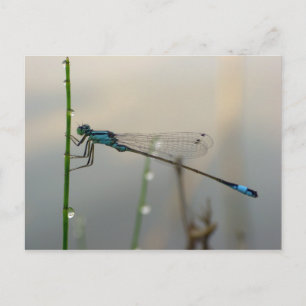Waiting, Blue Damselfly macro Postcard