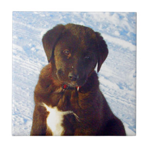 Waiting for mum love black white labrador puppy tile