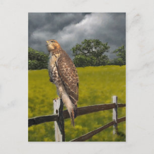 Waiting for the Storm - Red tail Hawk Postcard