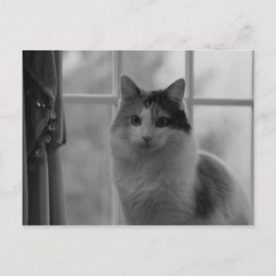waiting for you postcard