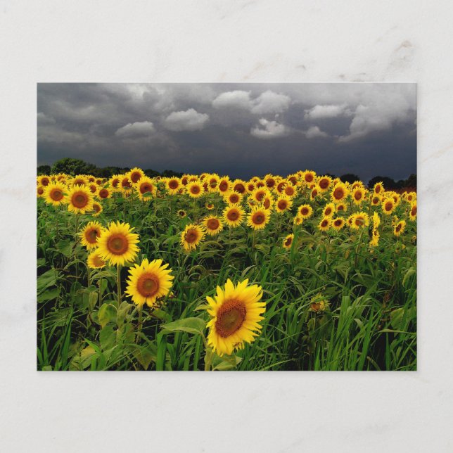 Waiting, Sunflower field, storm clouds Postcard (Front)