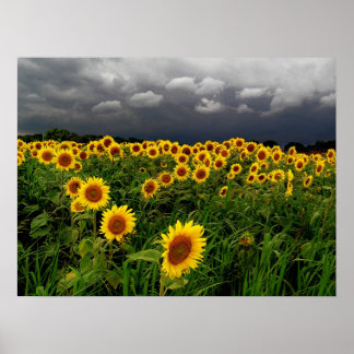 Waiting,sunflowers, Print