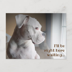 Waiting White Boxer Postcard