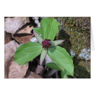 Wake Robin - Customized2