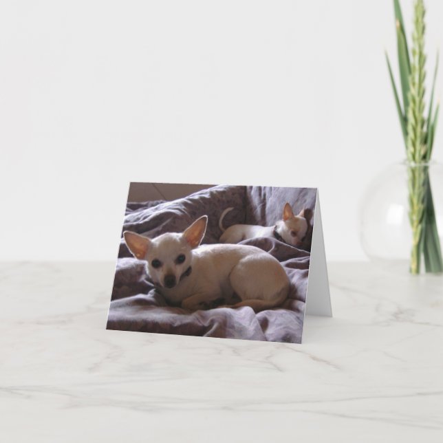 Wake Up Chihuahua Note Card (Front)