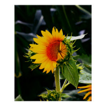 Waking Sunflower