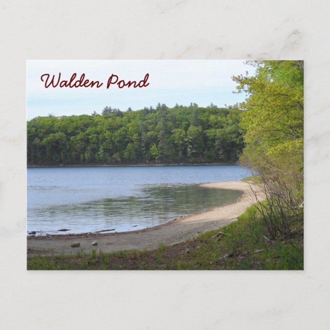 Walden Pond, Concord, MA Postcard (Front)