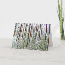 *Walden Pond: Holiday- Silence- A-Universal Refuge