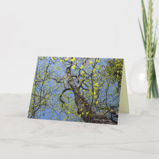 Walden Pond: Louisa May Alcott Card