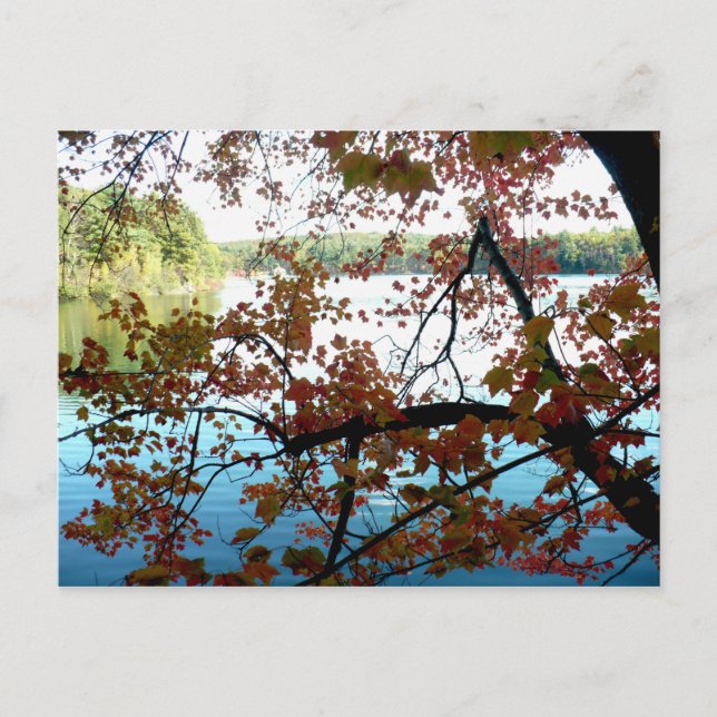 Walden Pond through Autumn Leaves Postcard (Front)