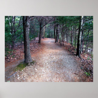 Walden Pond Trail Print