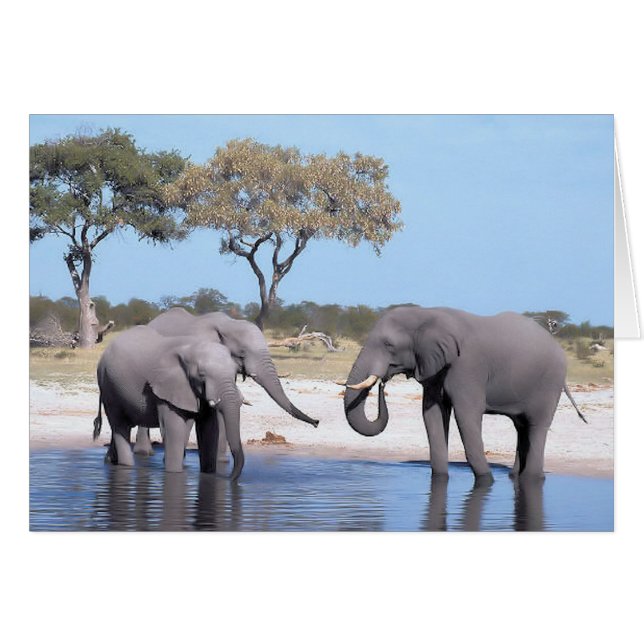 Walk on the Wild Side - Elephants (Front Horizontal)