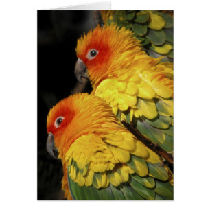 Walk on the Wild Side - Pair of Parrots