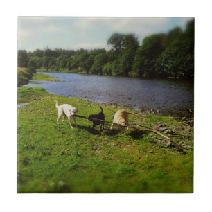 Walkies Tile