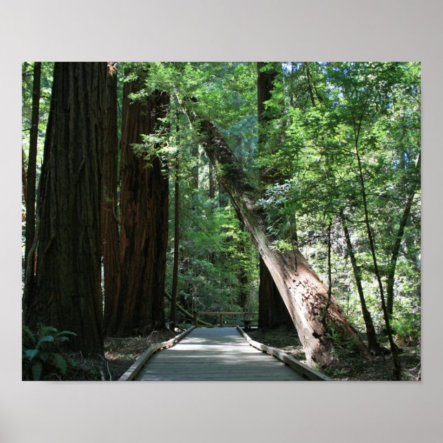 "Walking amongst Giants", Muir Woods Poster (Front)