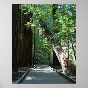 "Walking amongst Giants", Muir Woods Poster