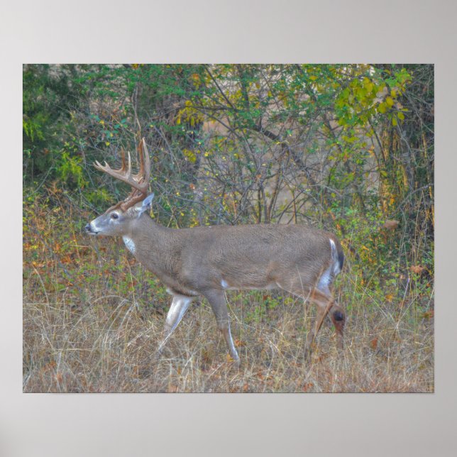 Walking Big Buck Deer in Texas Poster (Front)