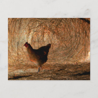 "Walking" - Digitally Enhanced Photo Chicken & Hay Postcard