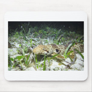 Walking epaulette shark in the Raja Ampat islands Mouse Pad