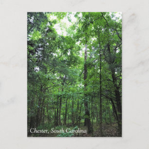 Walking in the Forest, Chester, South Carolina Can Postcard