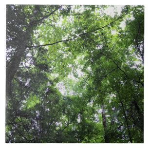 Walking in the Forest, Chester, South Carolina Tile