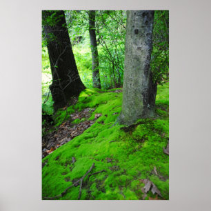 Walking in the Nimisilla woods with trees Poster