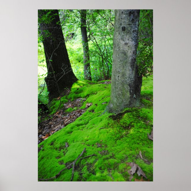 Walking in the Nimisilla  woods with trees Poster (Front)