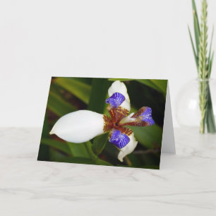 "Walking Iris." Greeting Card