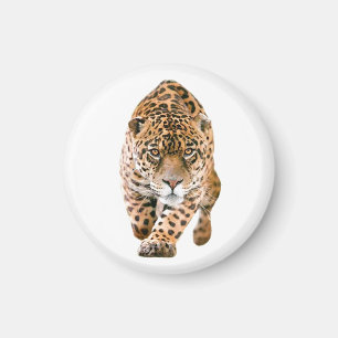 Walking Jaguar Eyes Magnet