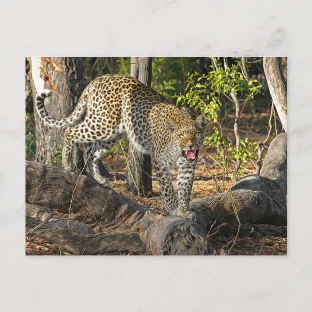 Walking Leopard Growling At You Postcard (Front)
