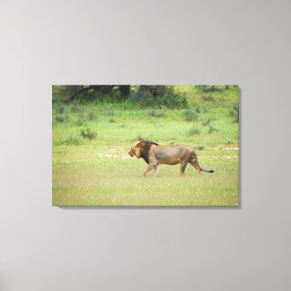 walking male lion, Panthera leo, Kgalagadi Canvas Print