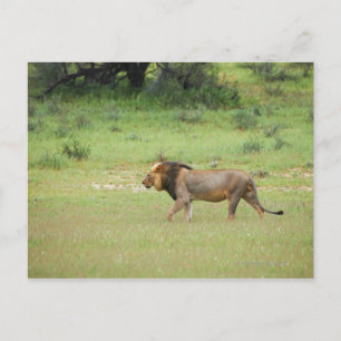 walking male lion, Panthera leo, Kgalagadi Postcard