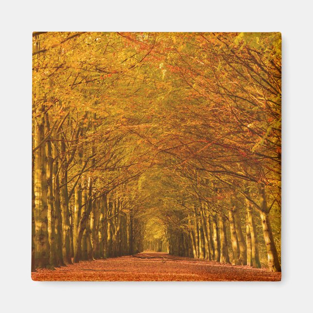 Walking path through the forest in autumn magnet (Front)