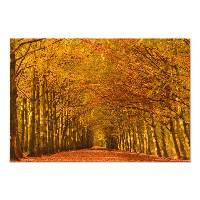 Walking path through the forest in autumn photo print (Front)