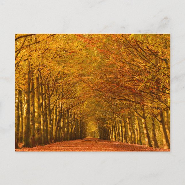 Walking path through the forest in autumn postcard (Front)