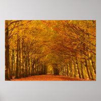 Walking path through the forest in autumn poster