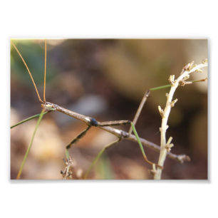 Walking Stick Bug 7 x 5 Photographic Print